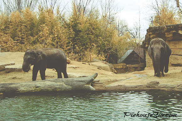 St. Louis Zoo